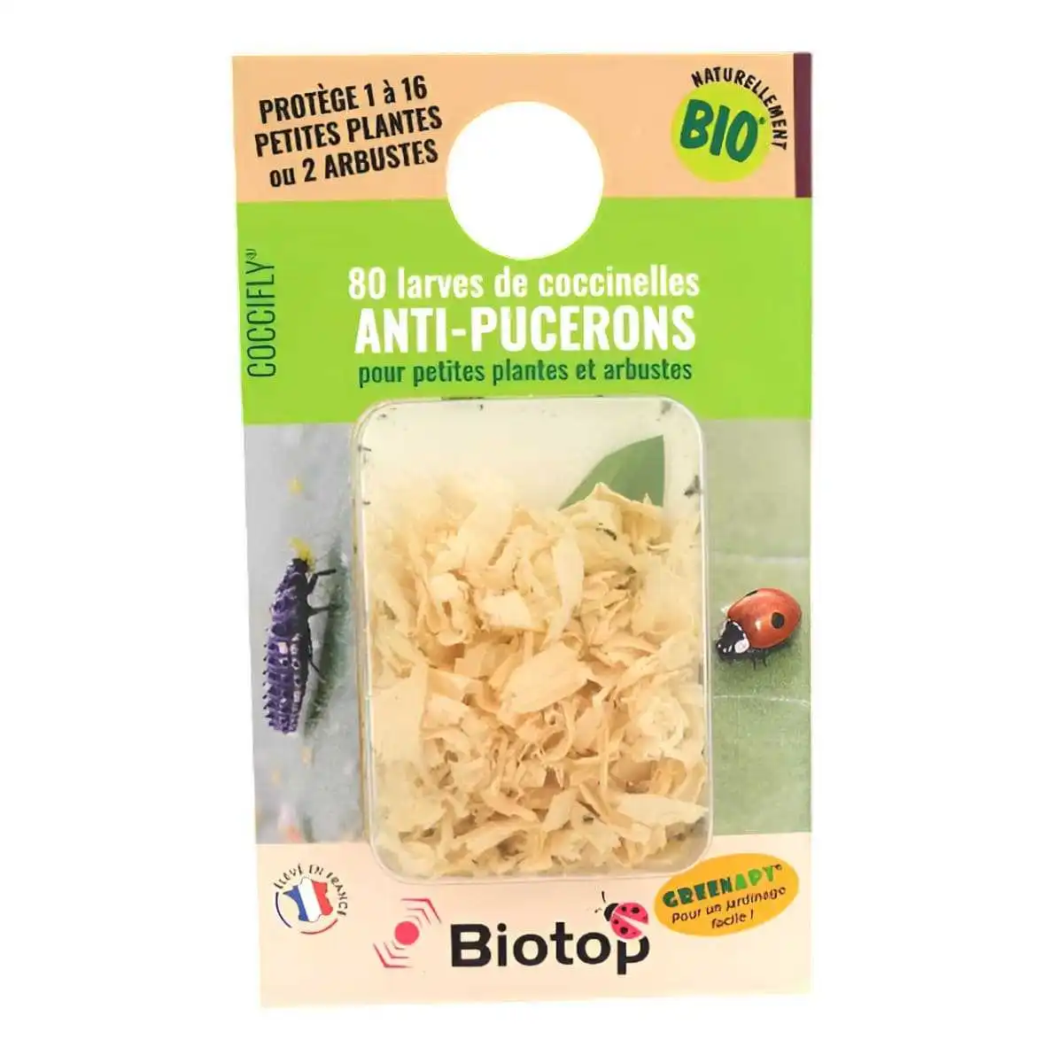 Larves et oeufs de coccinelle européenne anti pucerons  Larves et oeufs de coccinelle européenne anti pucerons