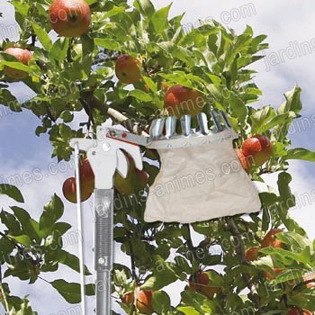 Cueille fruit