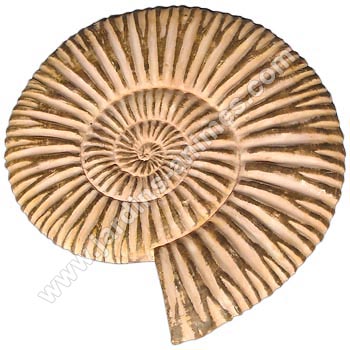 Pas japonais ammonite en r�sine