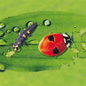 Larves de coccinelle adalia