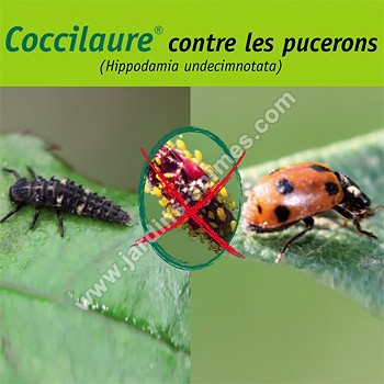 60 Larves de coccinelle Coccilaure plantes basses