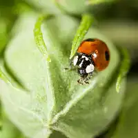 Larves et oeufs de coccinelle européenne anti pucerons  Larves et oeufs de coccinelle européenne anti pucerons