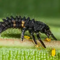 Larves et oeufs de coccinelle européenne anti pucerons  Larves et oeufs de coccinelle européenne anti pucerons