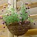 Corbeille suspendue Palme