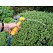 Pompe a main pour recycler l eau