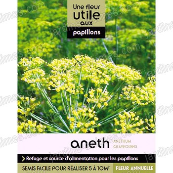 Fleur utile aux papillons - Graine d'aneth