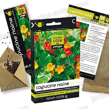 Fleur utile au potager - Graine de capucine