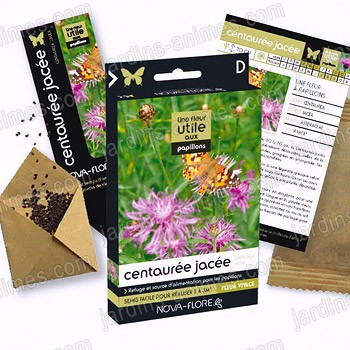 Fleur utile aux papillons - Graine de centaur�e Jac�e