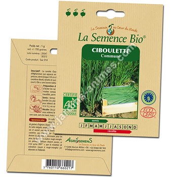 Ciboulette commune graine semence bio