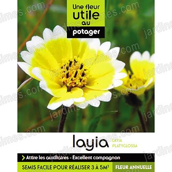Fleur utile au potager - Graine de layia
