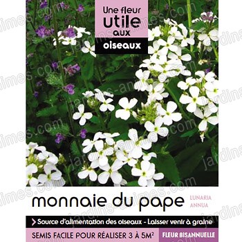 Fleur utile aux oiseaux - Graine de monnaie du pape