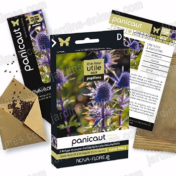 Fleur utile aux papillons - Graine de panicaut