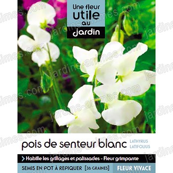 Fleur utile au jardin - Graine de Pois de senteurs blanc