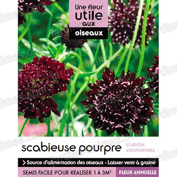 Fleur utile aux oiseaux - Graine de Scabieuse pourpre