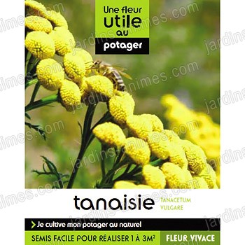 Fleur utile au potager - Graine de tanaisie