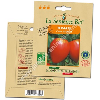 Tomate Coeur de boeuf graine semence bio