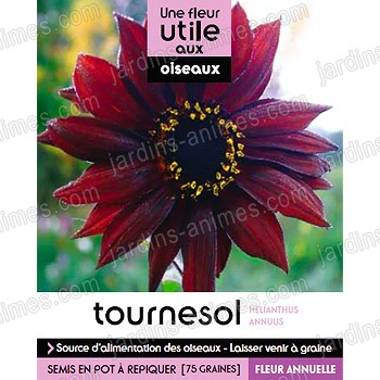 Fleur utile aux oiseaux - Graine de Tournesol