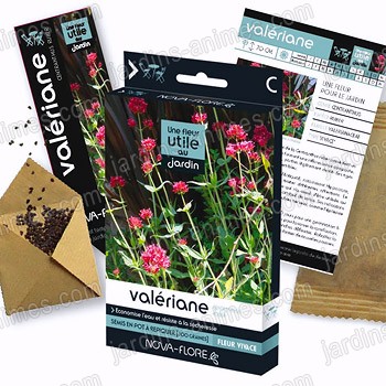 Fleur utile au jardin - Graine de valériane