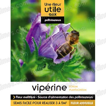 Fleur utile aux pollinisateurs - Graine de Vip�rine