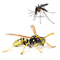 Anti Guepe et Moustiques Bio