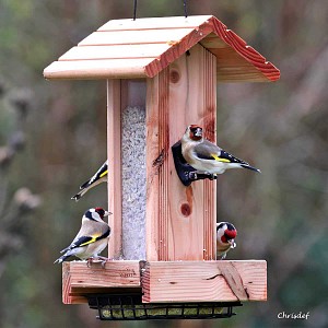 Mangeoire pour oiseaux en bois PEFC - Perchoirs, silo et réservoir à bloc de graisse