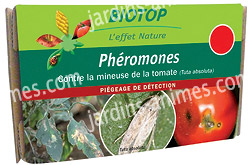 presentation de la pheromone mineuse de la tomate 