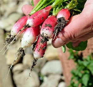 Cultiver radis et légumes dans un potager sur pied