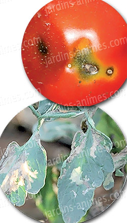 d�gats visibles de la mineuse de la tomate