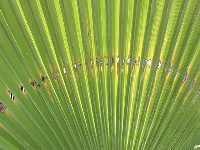 Feuilles palmier perforées
