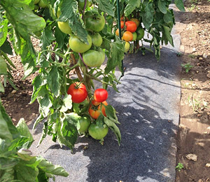 Feutre de paillage pour pieds de tomate