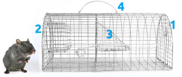 Explications sur le fonctionnement de la cage piège à rat