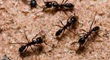 Lutte bio contre les fourmis