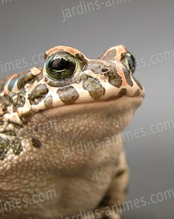 Grenouille