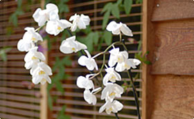 Sac de terreau pour vos orchidées délicates. Agriculture Bio, fabriqué en France