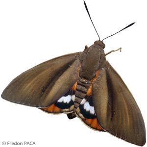 Comment lutter contre le papillon paysandisia archon sans produits chimiques ?