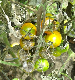Traitement du mildiou sur des plants de tomates avec de la bouillie bordelaise