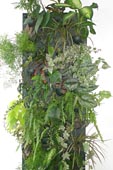 Un v�ritable mur v�g�tal simple � r�aliser chez vous
