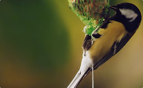 Nourrir les oiseaux et animaux du jardin