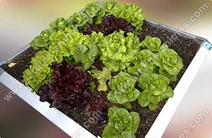Creez un carr� potager � l'abri des limaces et escargots