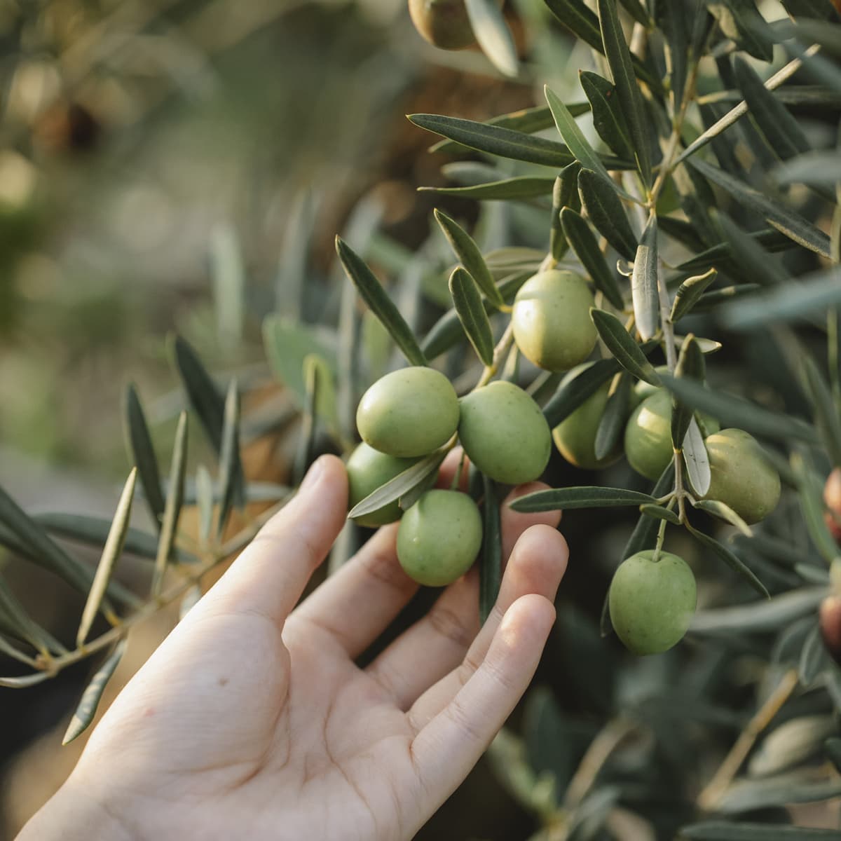 Faciliter les récoltes des olives et petits fruits