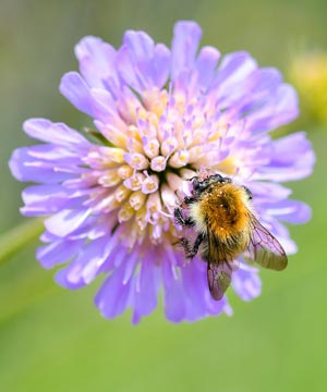 Favoriser la présence des pollinisateurs dans son jardin en installant une ruche à bourdons