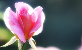 Des id�es de cadeau pour les amoureux du jardin