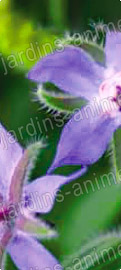 Fleur de bourrache