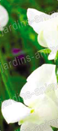 Fleur Pois de senteurs blanc