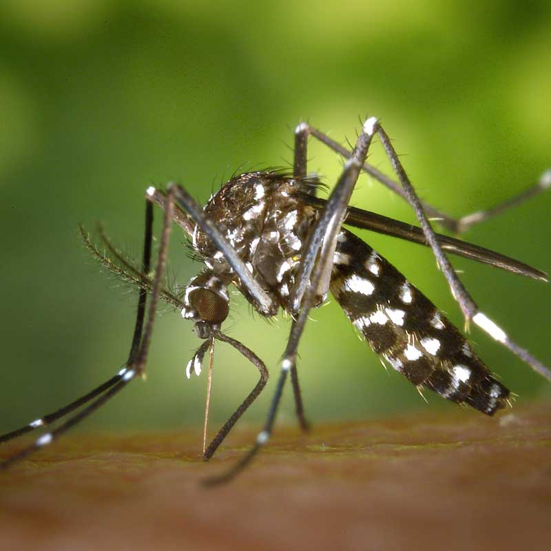 Larvicide sélectif anti-moustiques écologique