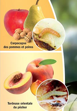 Traitement bio contre le vers des fruits , carpocapse pommes et poires, cydia pomonella