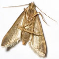 Anti Mites Bio