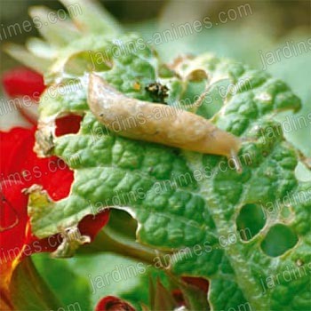 Anti Limaces Nematode lutte bio