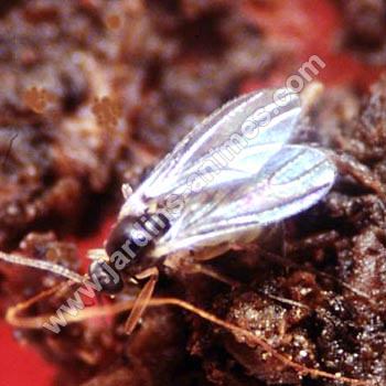 Nematode anti mouche terreaux lutte bio