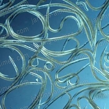 Nematode antilimace 40m2 traitement bio